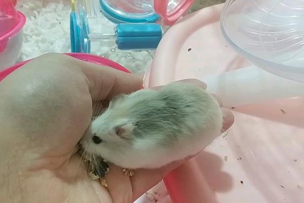 仓鼠的有害性食物，有杏仁、梅子、洋葱等种类