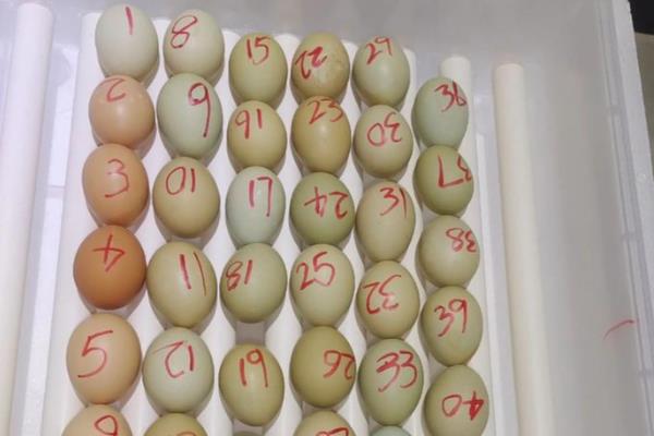 孵化器如何孵化小鸡,挑选优质、无病的种蛋为佳