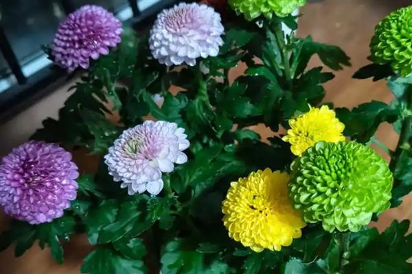 乒乓菊是不是只能活一年,土培养殖可以存活5年左右