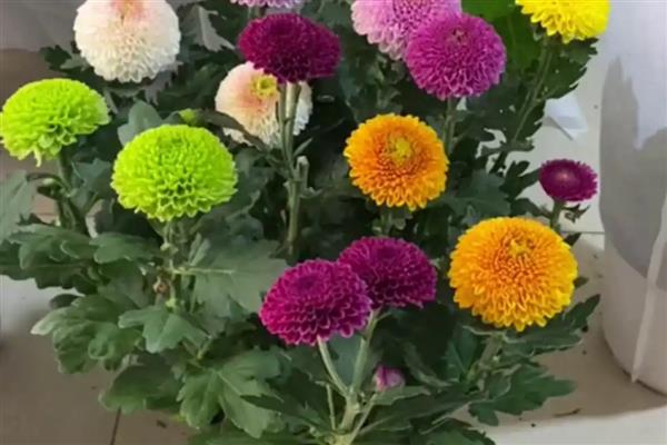乒乓菊是不是只能活一年,土培养殖可以存活5年左右
