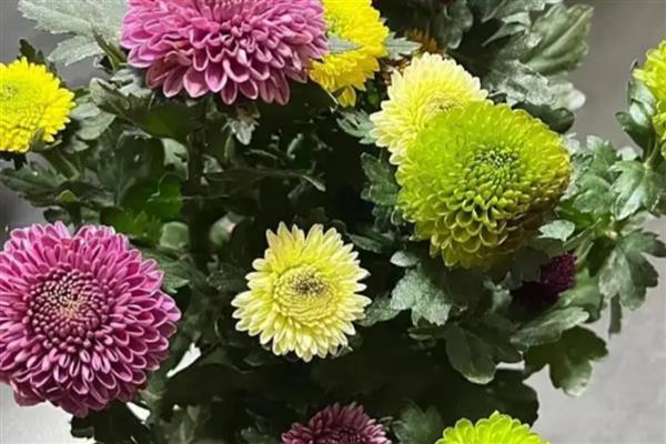 乒乓菊是不是只能活一年,土培养殖可以存活5年左右