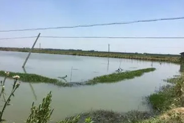 龙虾的养殖成本,每亩需要物资费用500元左右