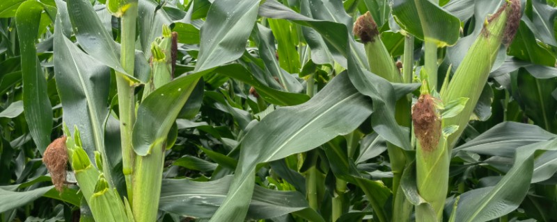 美豫5号玉米的种植要点，适合在中等肥力以上地块栽培