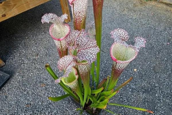 吃虫子的植物有哪些,有瓶子草、毛毡苔等