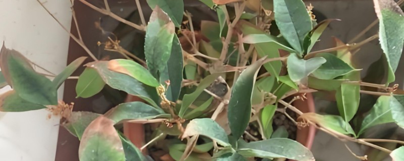 桂花掉叶子的原因及补救方法，可能是水量不适所致