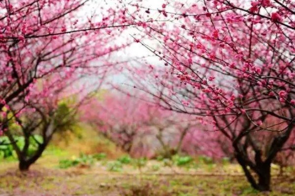 梅花冬天室外会冻死吗,一般不会冻死