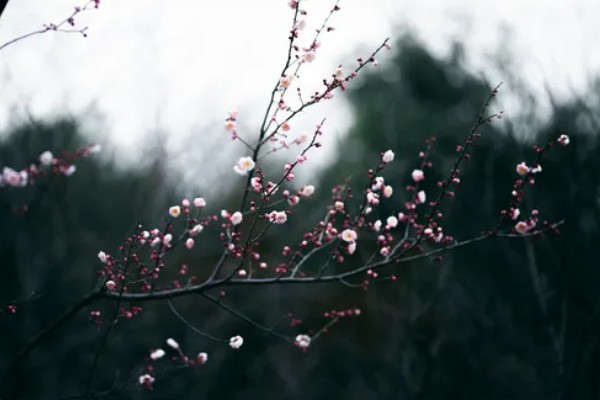 梅花冬天室外会冻死吗,一般不会冻死