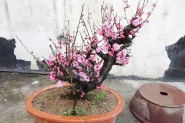 梅花冬天室外会冻死吗,一般不会冻死