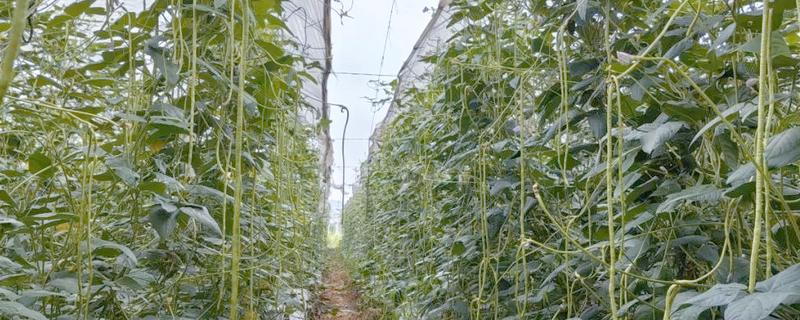 豇豆种植方法，每穴放种2-3粒
