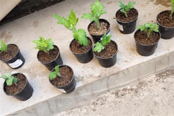 菊花不长高的修剪方式,靠近植株根部的枝干和幼芽剪掉