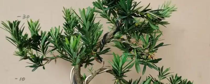 罗汉松可耐寒多少度，能耐寒0℃左右