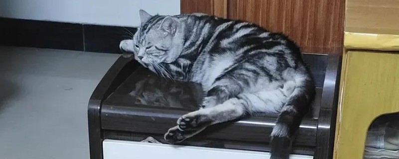 孕妇养猫如何预防弓形虫，避免猫咪接触到感染源
