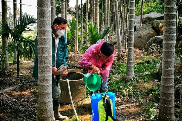 槟榔种植多久后能施肥,大约1个月左右才可以施肥