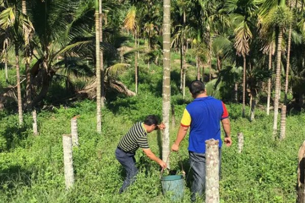 槟榔种植多久后能施肥,大约1个月左右才可以施肥