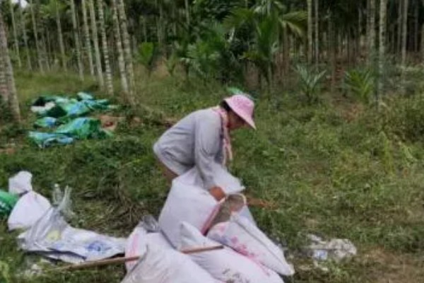 槟榔种植多久后能施肥,大约1个月左右才可以施肥