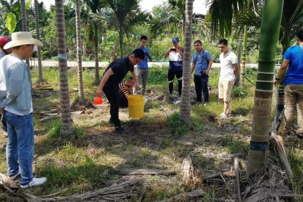 槟榔种植多久后能施肥,大约1个月左右才可以施肥