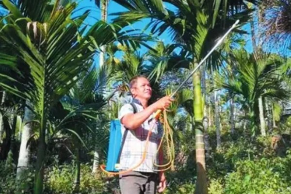 槟榔种植多久后能施肥,大约1个月左右才可以施肥