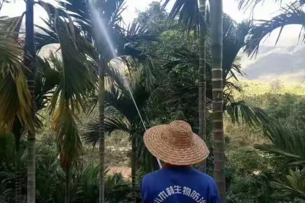 槟榔种植多久后能施肥,大约1个月左右才可以施肥