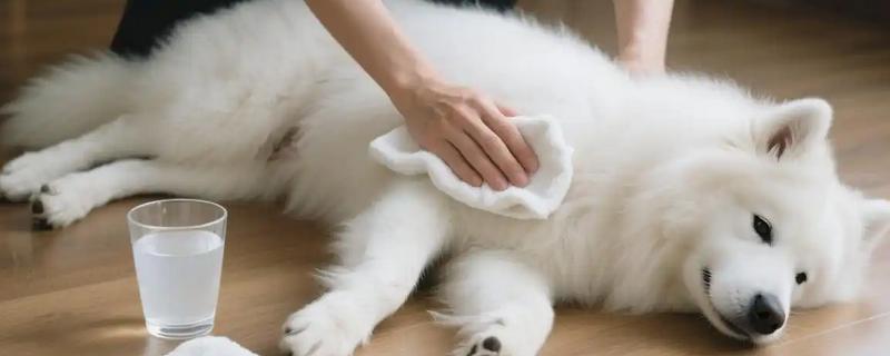 狗狗发烧的原因，可能是出现外伤、耳部感染等