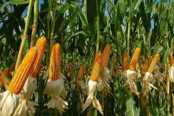 美豫5号玉米的种植要点,适合在中等肥力以上地块栽培