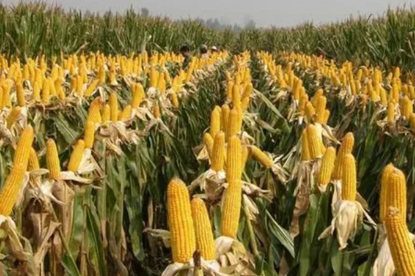 美豫5号玉米的种植要点,适合在中等肥力以上地块栽培