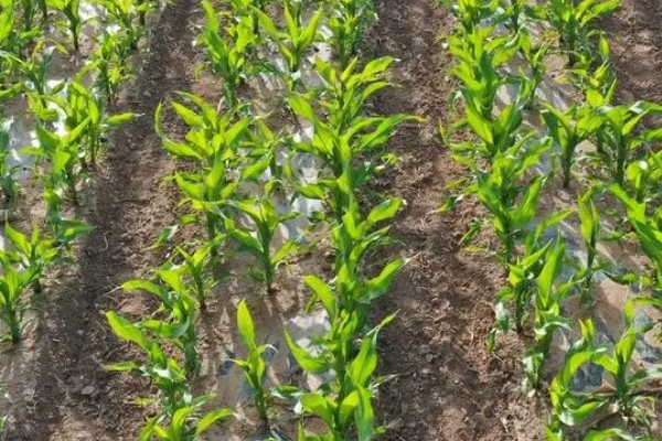 美豫5号玉米的种植要点,适合在中等肥力以上地块栽培