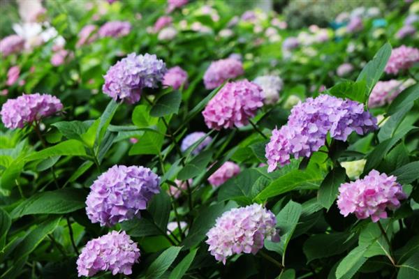 绣球花凋谢后怎么修剪,将残花从基部剪除