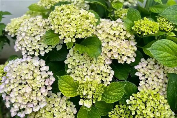 绣球花凋谢后怎么修剪,将残花从基部剪除