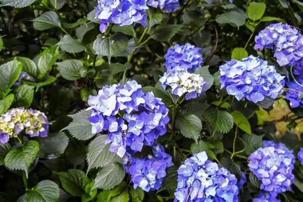 绣球花凋谢后怎么修剪,将残花从基部剪除