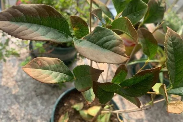 桂花掉叶子的原因及补救方法，可能是水量不适所致