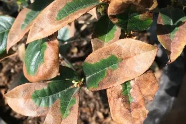 桂花掉叶子的原因及补救方法，可能是水量不适所致