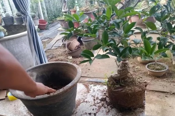 桂花掉叶子的原因及补救方法，可能是水量不适所致