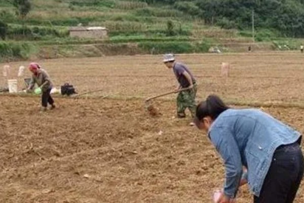 豇豆种植方法，每穴放种2-3粒