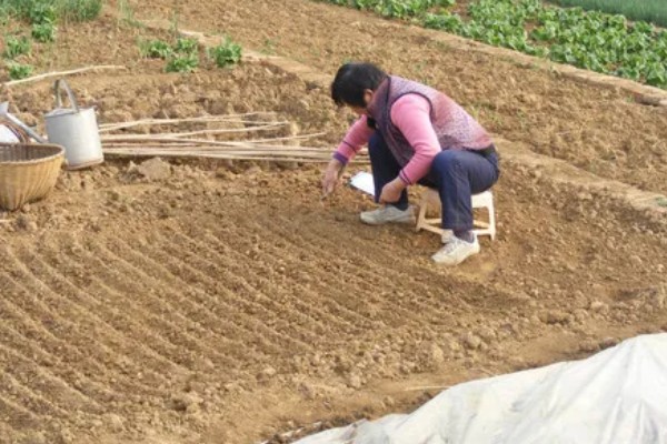 豇豆种植方法，每穴放种2-3粒