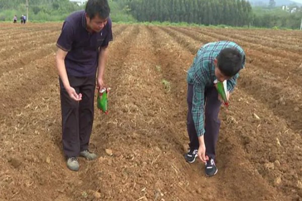 豇豆种植方法，每穴放种2-3粒