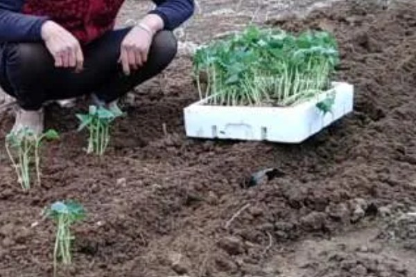 豇豆种植方法，每穴放种2-3粒
