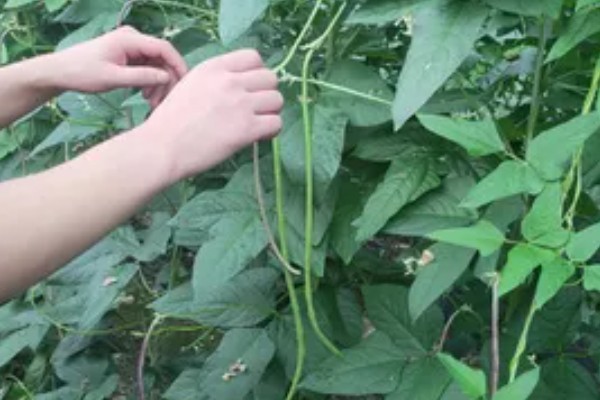 豇豆种植方法，每穴放种2-3粒