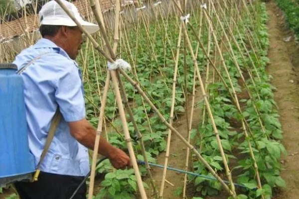豇豆种植方法，每穴放种2-3粒