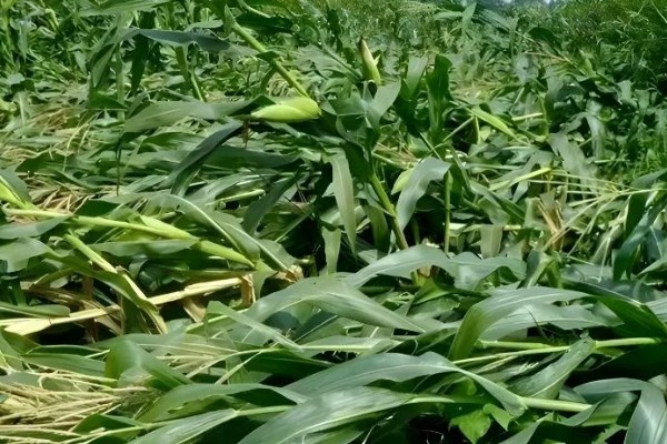 玉米为什么会倒伏,水肥过多、种植密度大都是常见原因