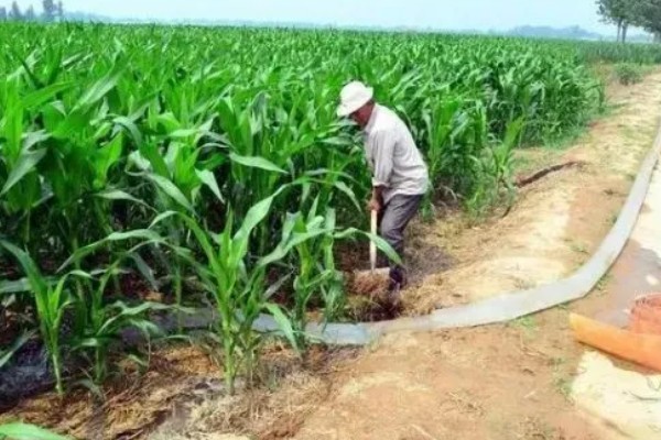 玉米为什么会倒伏,水肥过多、种植密度大都是常见原因