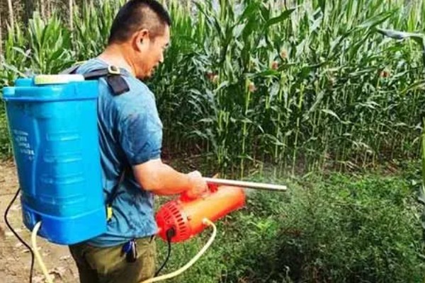 玉米为什么会倒伏,水肥过多、种植密度大都是常见原因