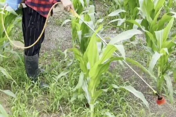 玉米为什么会倒伏,水肥过多、种植密度大都是常见原因