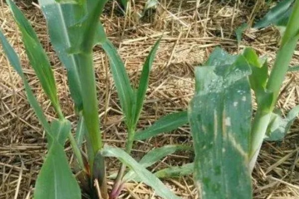 玉米为什么会倒伏,水肥过多、种植密度大都是常见原因