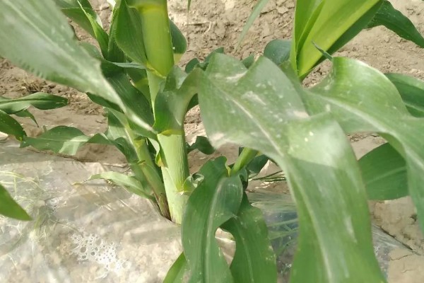 玉米为什么会倒伏,水肥过多、种植密度大都是常见原因