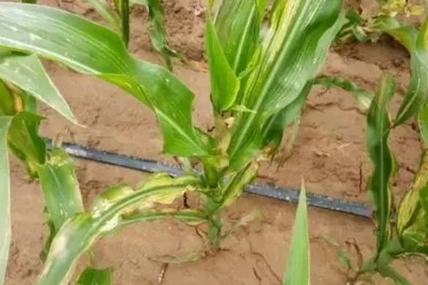 玉米为什么会倒伏,水肥过多、种植密度大都是常见原因