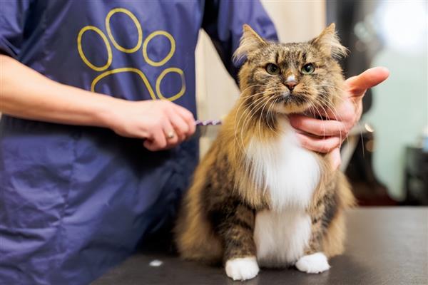 孕妇养猫如何预防弓形虫,避免猫咪接触到感染源