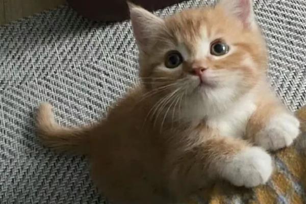 孕妇养猫如何预防弓形虫,避免猫咪接触到感染源