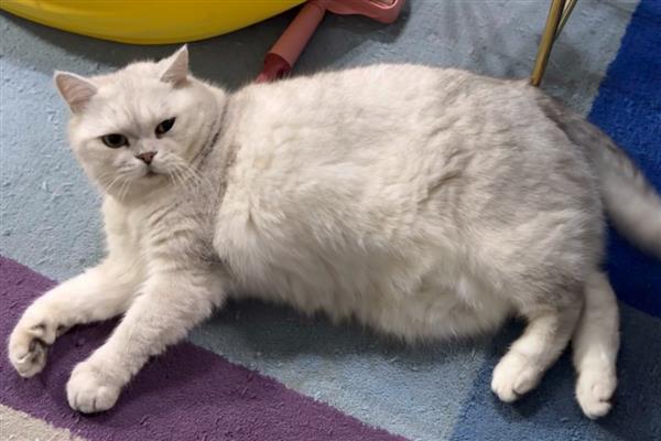 孕妇养猫如何预防弓形虫,避免猫咪接触到感染源