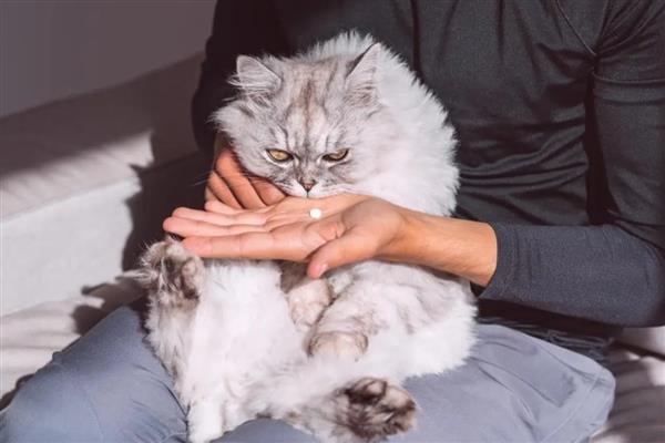 孕妇养猫如何预防弓形虫,避免猫咪接触到感染源