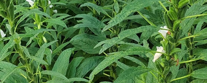 芝麻的施肥时间，苗期和现蕾期都可以追施氮肥